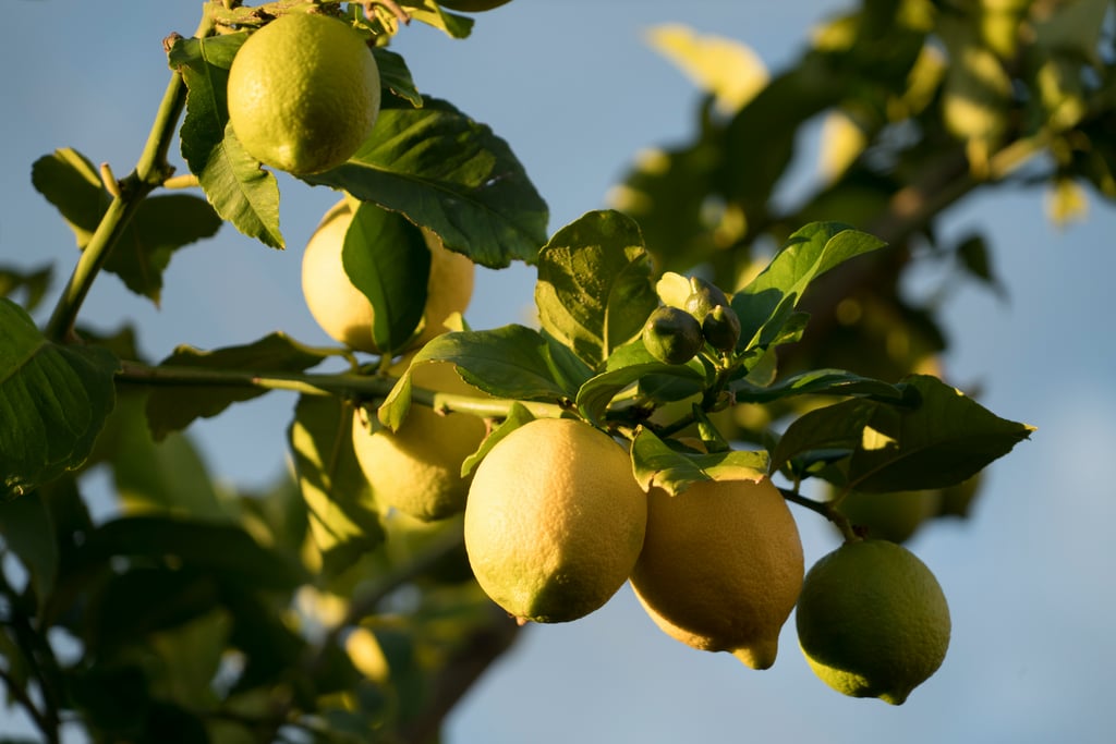 Ripe yellow lemons hanging from a leafy branch against blue sky