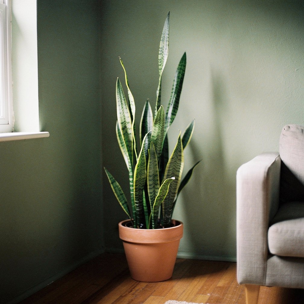 Snake plant in a dim corner