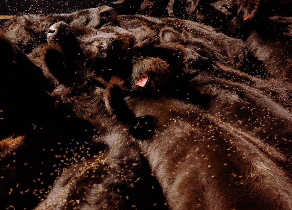 Close-up of dark-furred cattle lying packed together with a red-orange ear tag visible among them