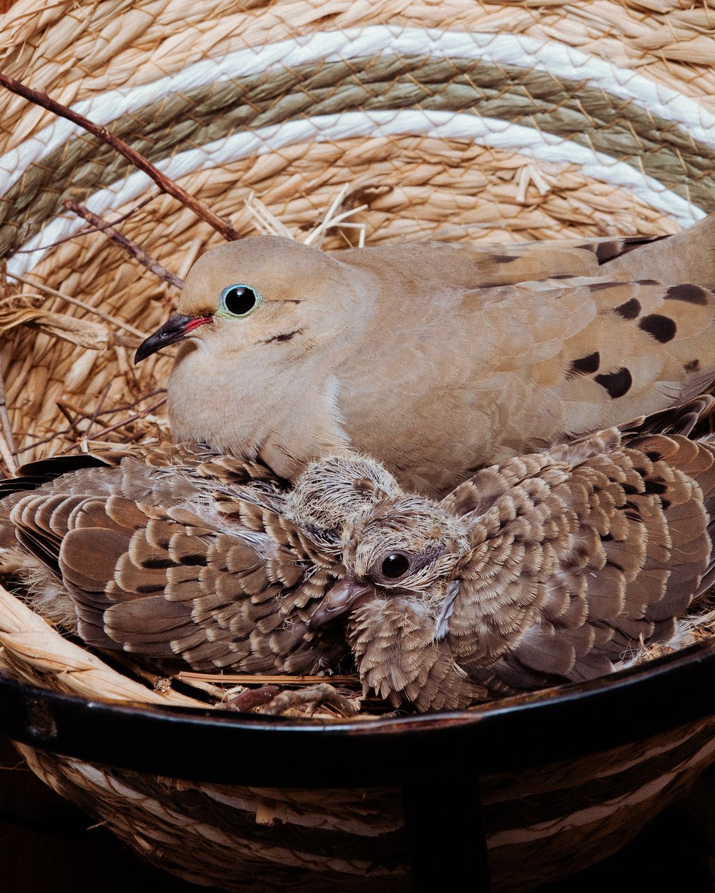 Two light-brown doves nestled in a woven straw basket, an adult sheltering a downy juvenile
