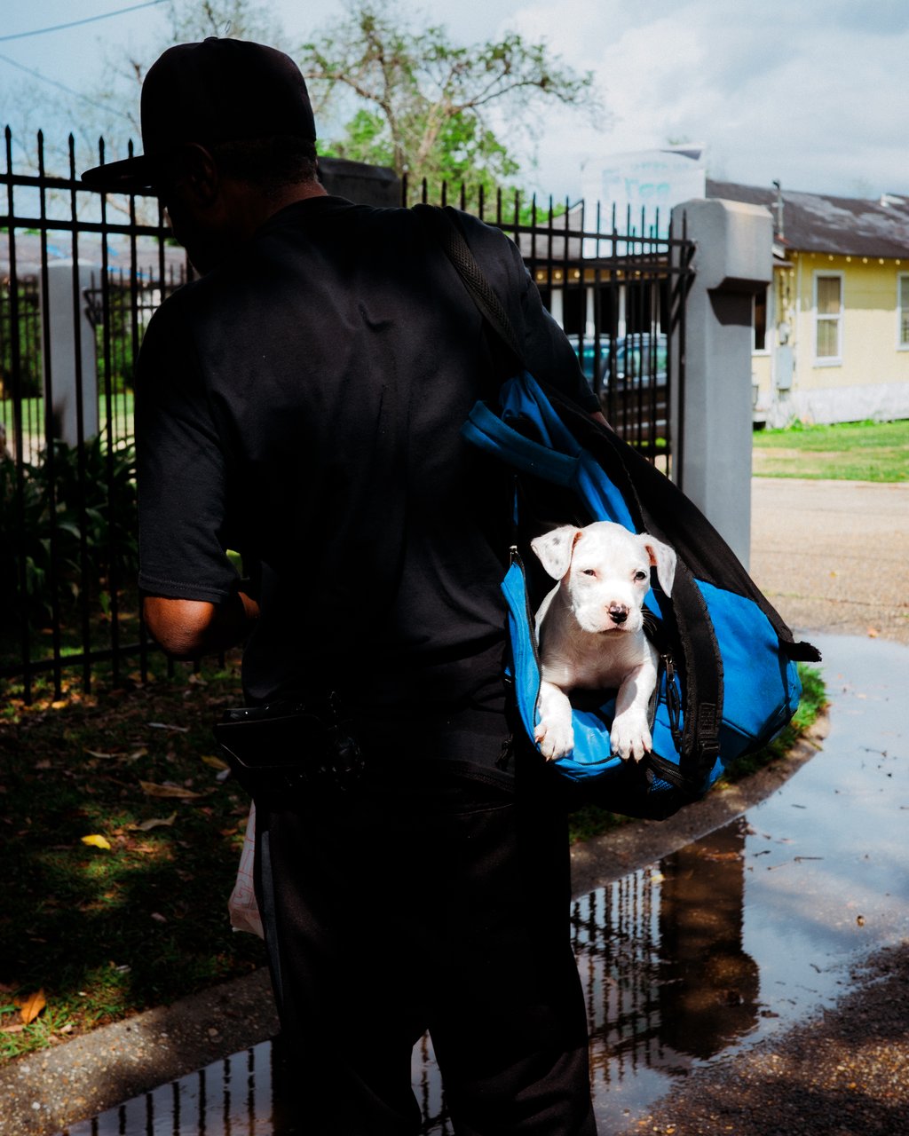 Person seen from behind carrying a blue bag with a white puppy peeking out near a tall metal fence