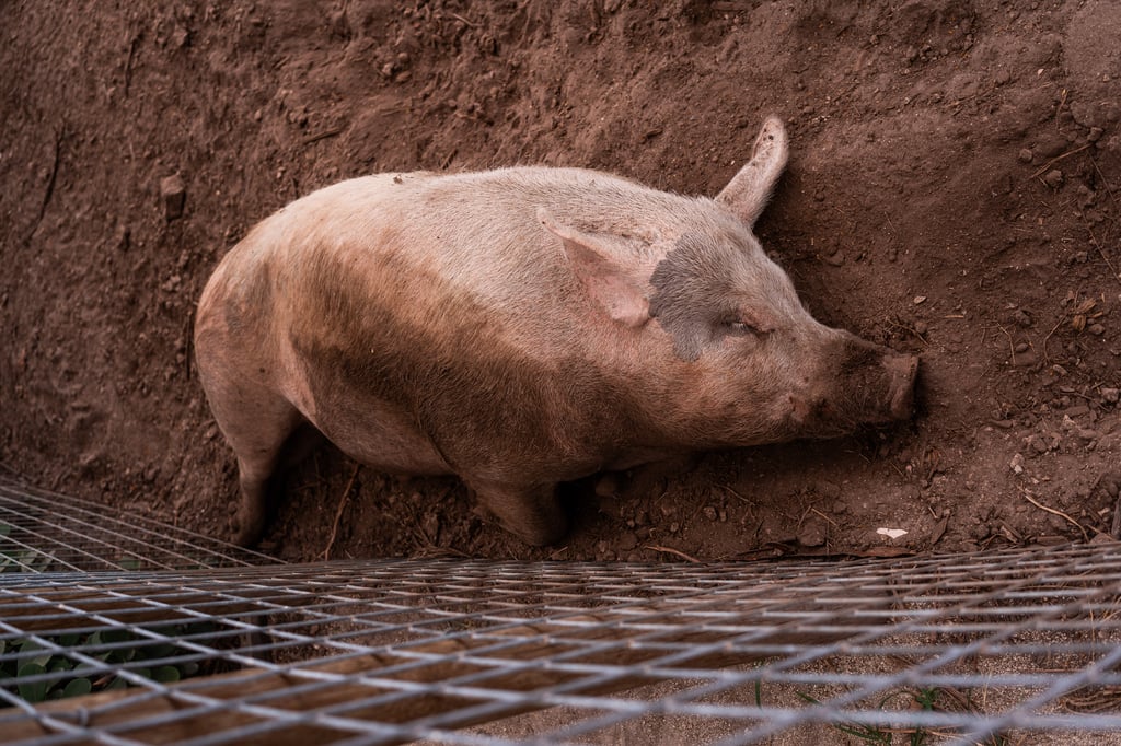 Top-down view of a large pale pig lying on its side on compacted dirt behind a wire grate