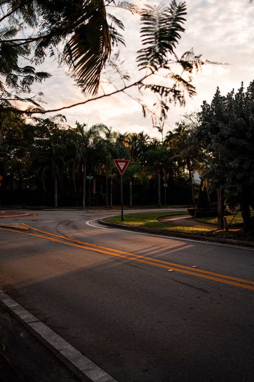 Quiet curved street intersection lined with palm trees bathed in warm sunset light with a yield sign
