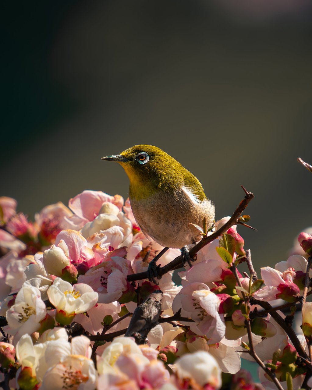 Small olive-green and yellow bird perched on a branch among pink and white blossoms