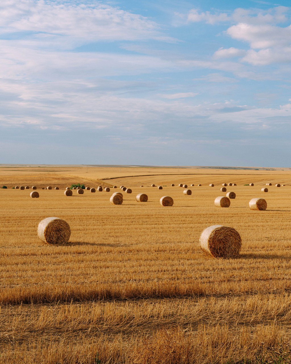 Wide golden harvested field dotted with large round hay bales under a broad blue sky