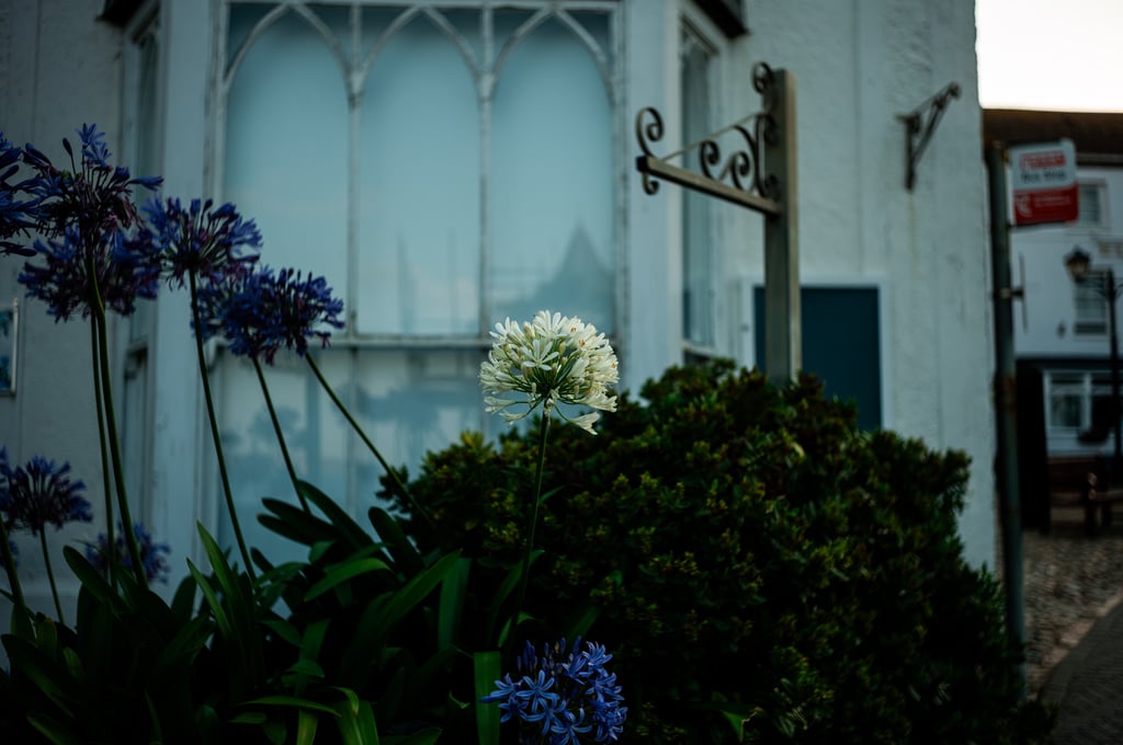 Close-up of a white agapanthus flower with purple blooms against a pale-blue arched window and stucco building
