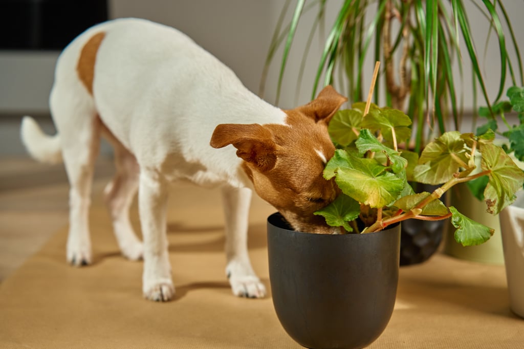 Curious dog sniffing potted houseplant indoors