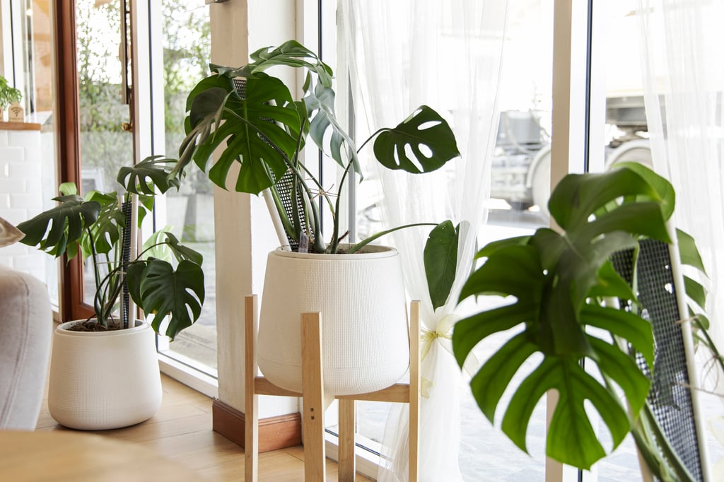 Interior of cozy home garden with fresh green monstera houseplant