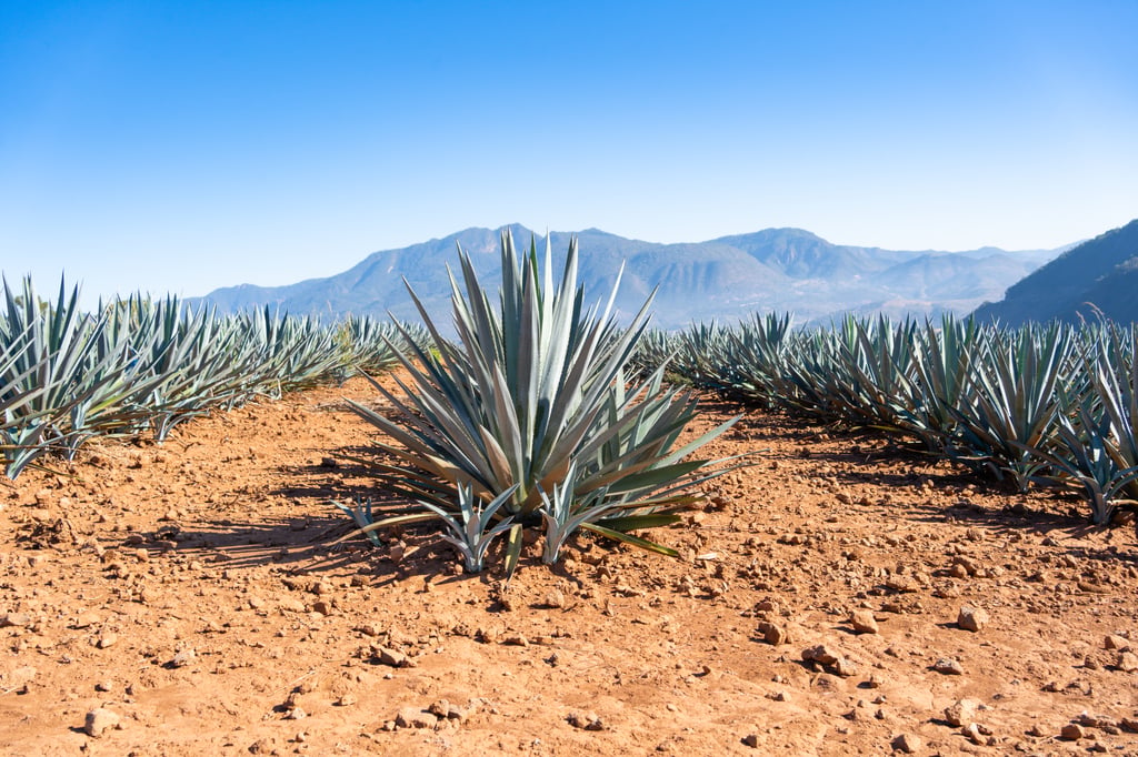 The Jalisco agave.