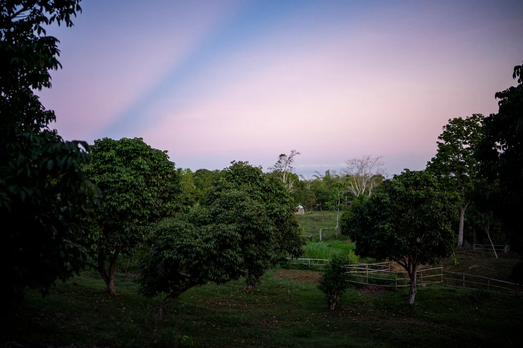 Lush green tropical rainforest canopy with morning mist and golden sunlight