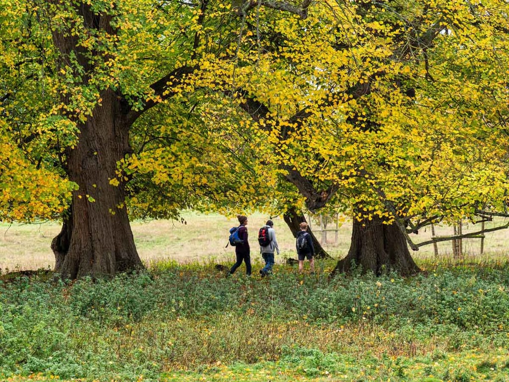 Three people walking through autumn woodland.