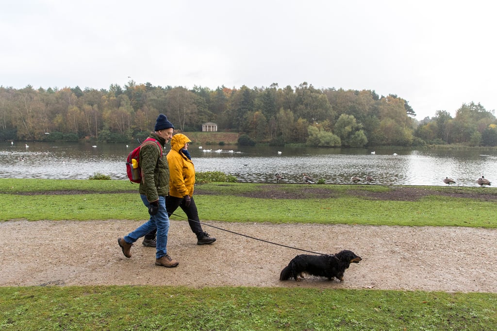 Long-haired dachshund striding ahead of two people on a waterside walk at Clumber Park, Nottinghamshire.