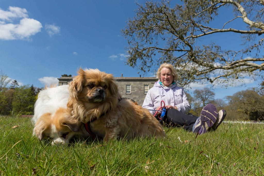 Two dogs sitting with their owner outside Arlington Court, Devon.