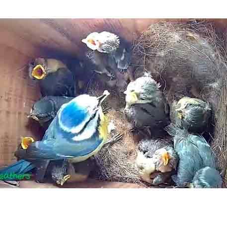 Screen capture from an animal camera of blue tit chicks with open beaks as their mother feeds them in a nest box.