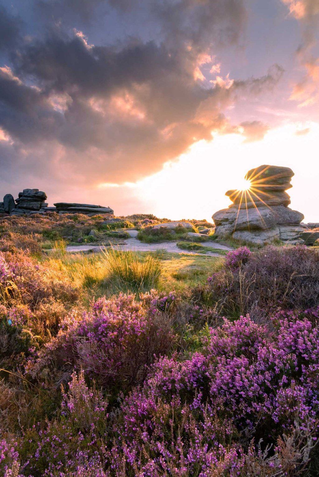 Purple flowers glowing in the sunshine at Owler Tor in the Peak District.