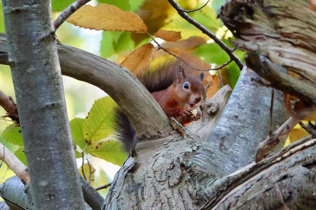 Red squirrel enjoying a snack in a tree.