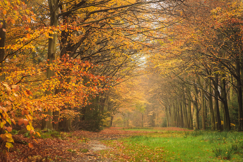 Autumn tree canopies creating a colourful display of seasonal foliage.