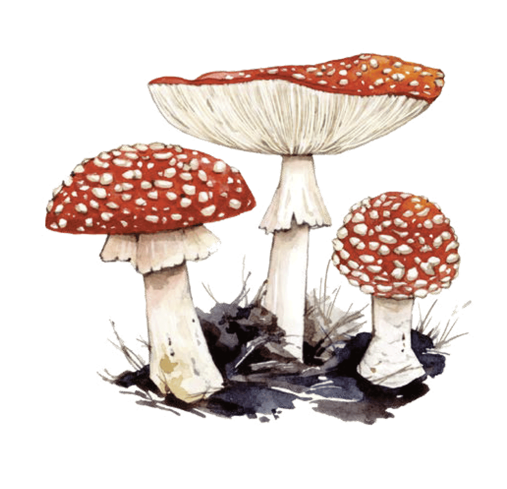 Illustration of Fly Agaric