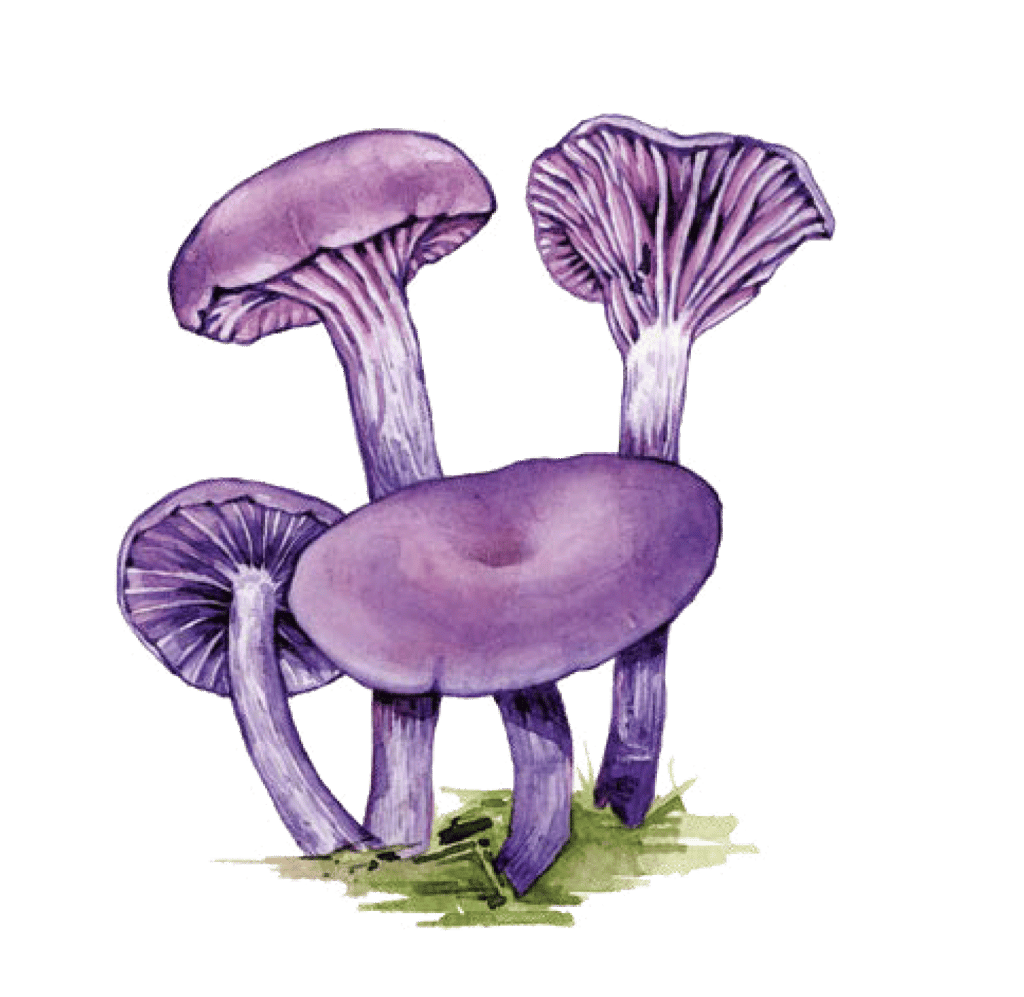 Illustration of Amethyst deceiver