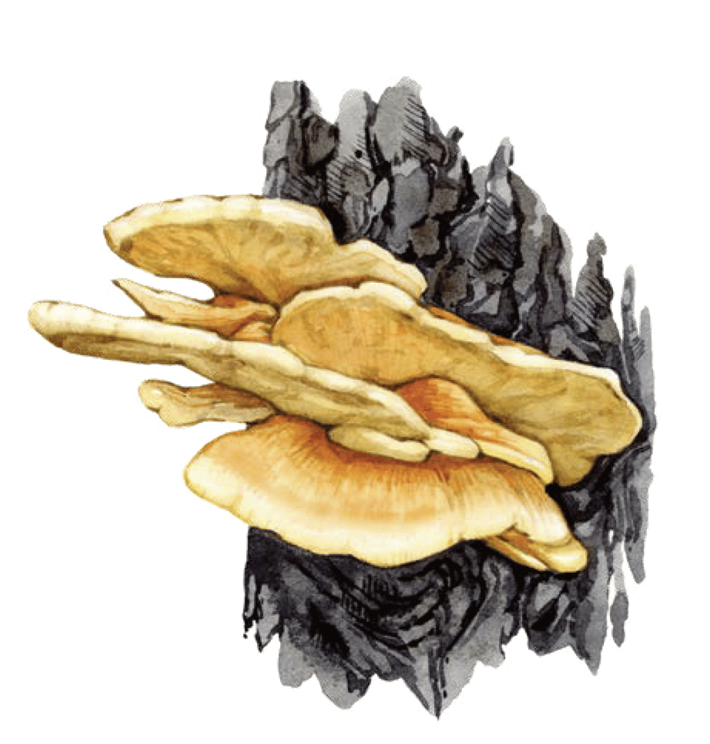  Illustration of chicken of the woods