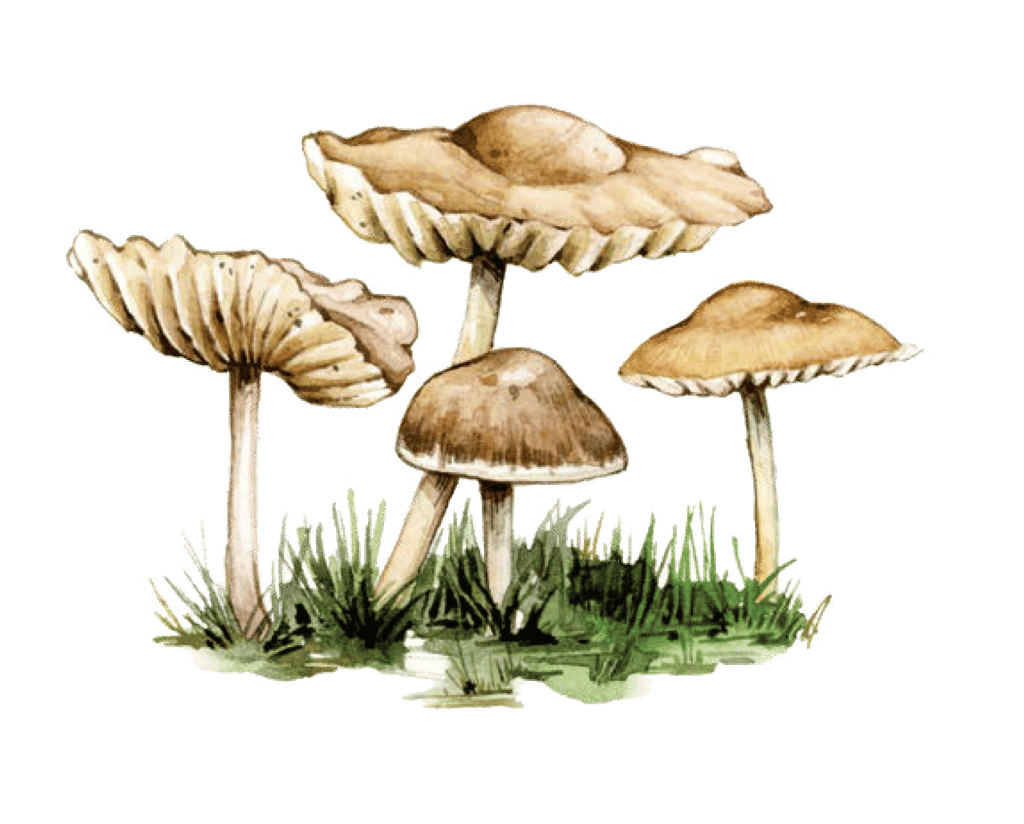 Illustration of Fairy ring champignon