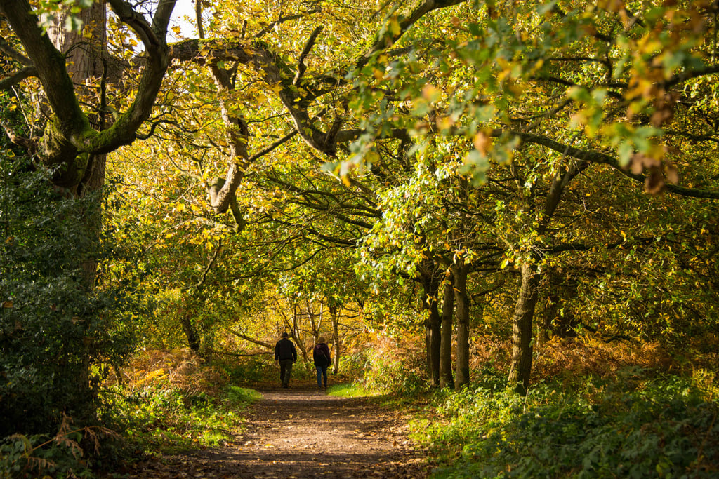 People walking through woodland at Calke Abbey, Derbyshire.