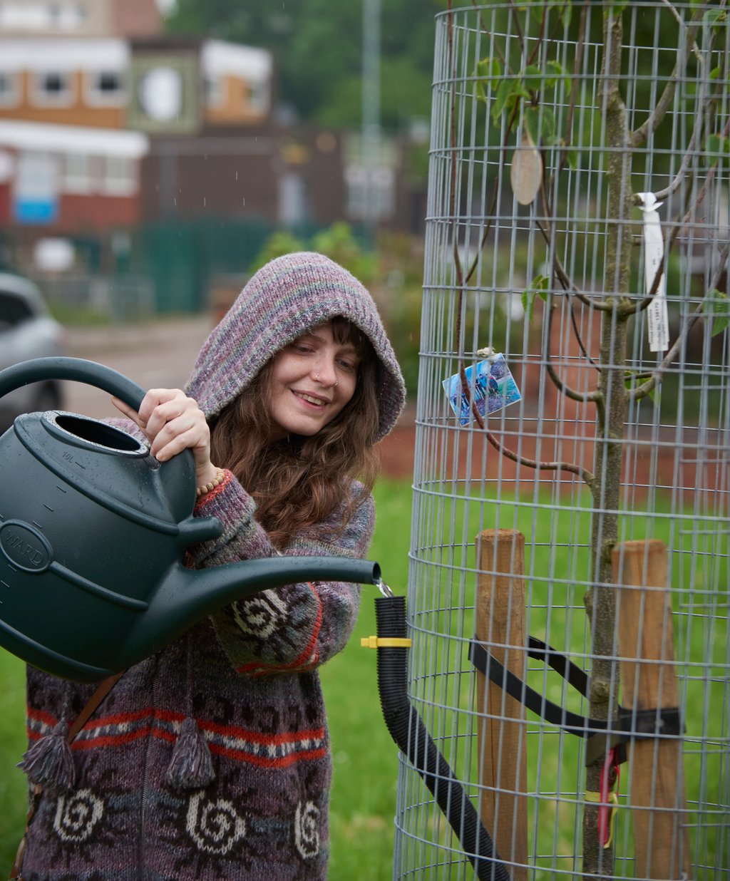 Person watering a newly planted tree in a park.