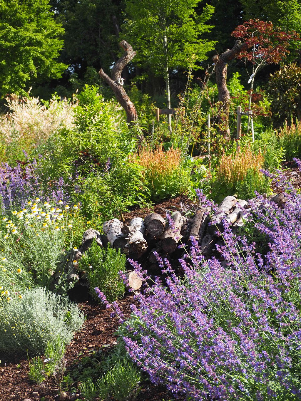 rcadia, the forest garden at Shugborough Estate, Staffordshire, filled with wildflowers and lush planting.