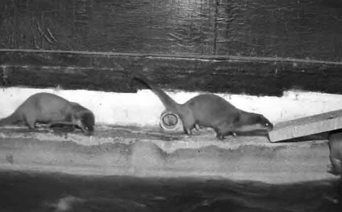 Night-time animal camera capture of two playful otters.
