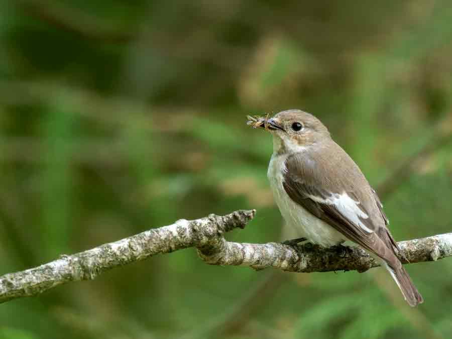 A pied flycatcher perched on a branch with a freshly caught insect in its beak.