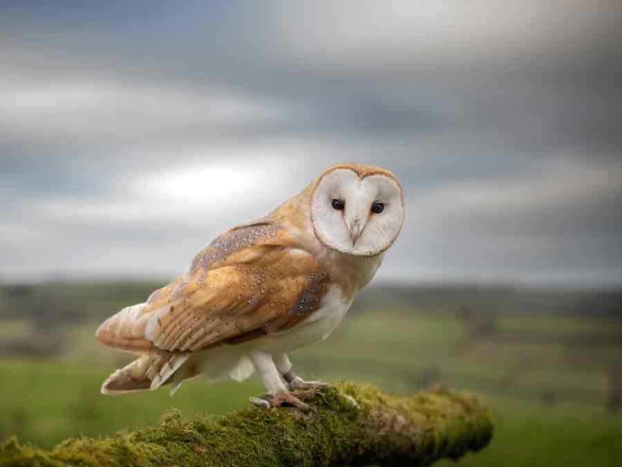 A barn owl perched above an open landscape.