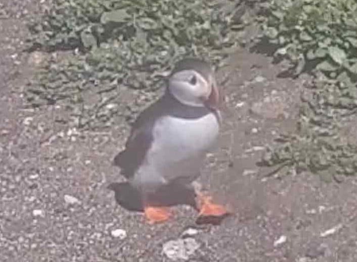 Screen capture from an animal cam of a lone puffin taking a stroll across grassy cliffs.
