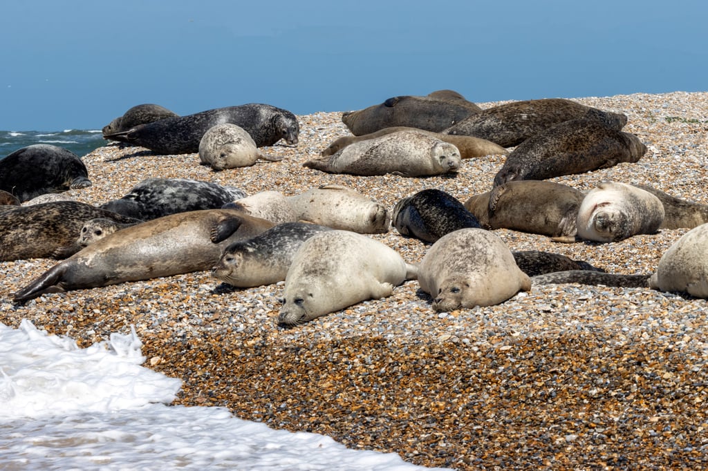 A group of grey seals basking on an English pebble beach during the breeding season.