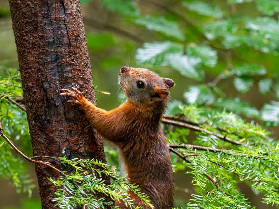 A red squirrel looking up a tree, searching for a potential mate.