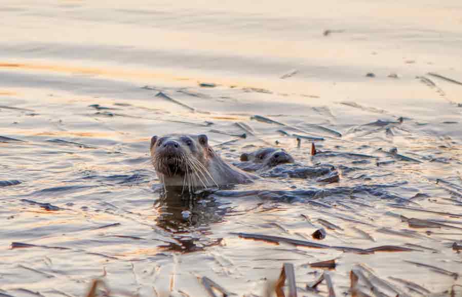 Two river otters swimming with their curious heads above the water.