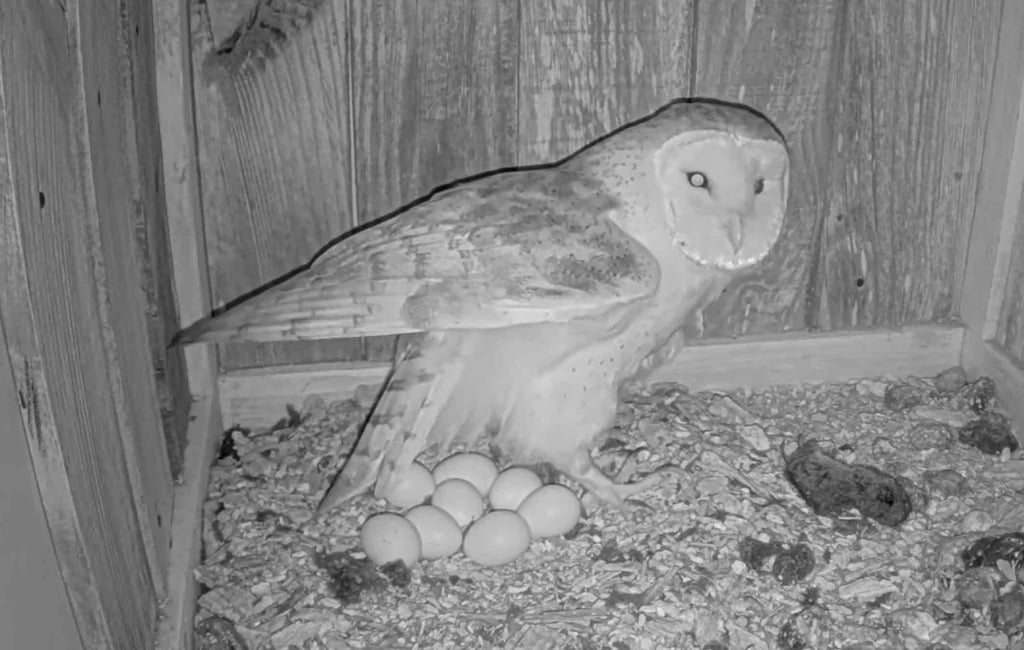 Screen capture from an animal cam of a barn owl with its nest of eggs and a newly hatched chick.