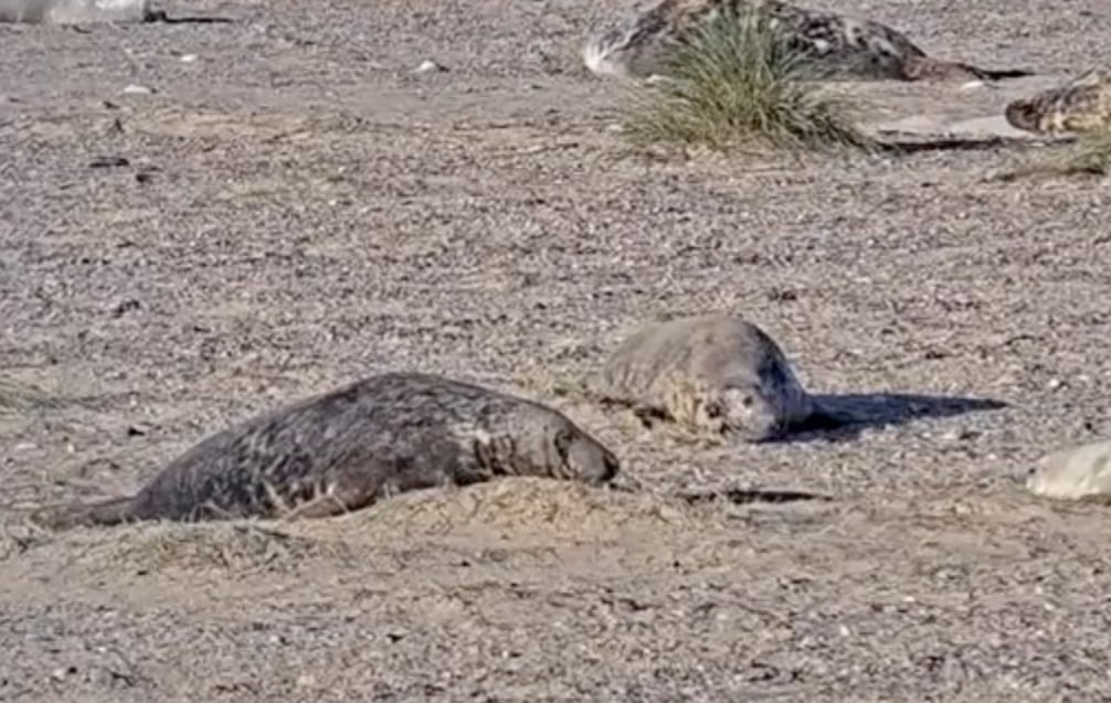 Screen capture from an animal cam showing the live birth of a grey seal pup.