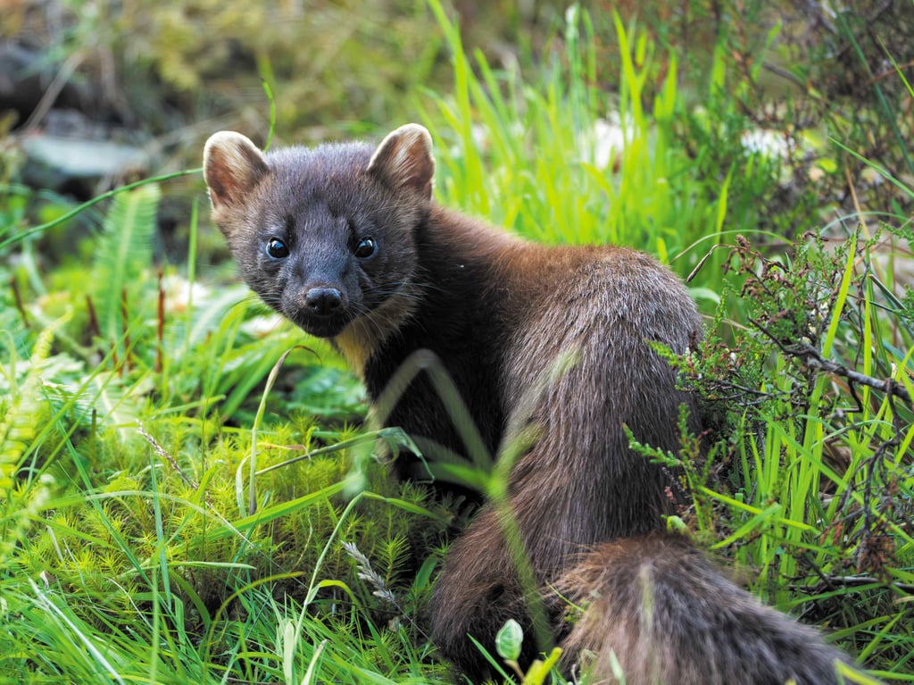 A playful pine marten peering through tall grass.