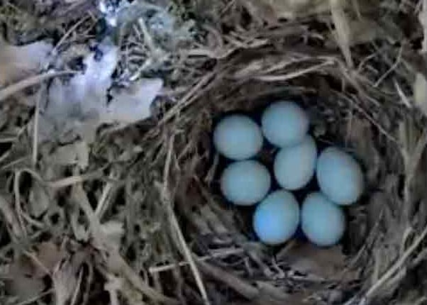 Screen capture from an animal cam of a newly hatched pied flycatcher chick beside unhatched eggs in its nest.