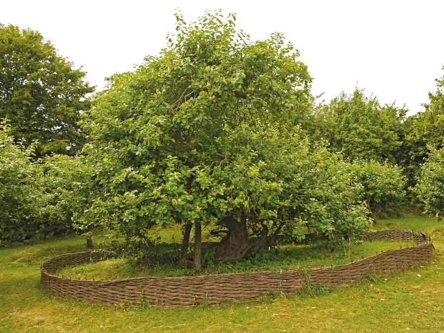 Outside view of the Lindisfarne shed